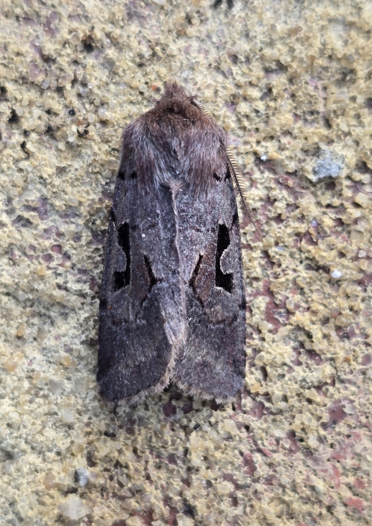 Photo of Hebrew Character (Orthosia gothica)